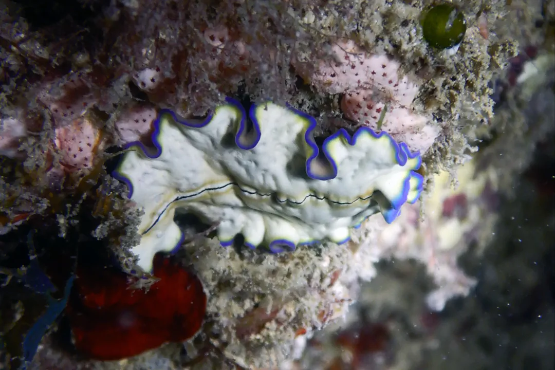 Single Stripe Flarworm (Pseudoceros monosticho)