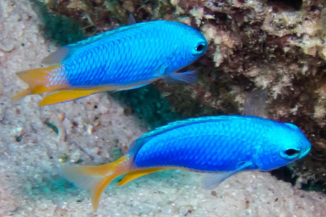 Neon Damselfish (Pomacentrus coelestis)