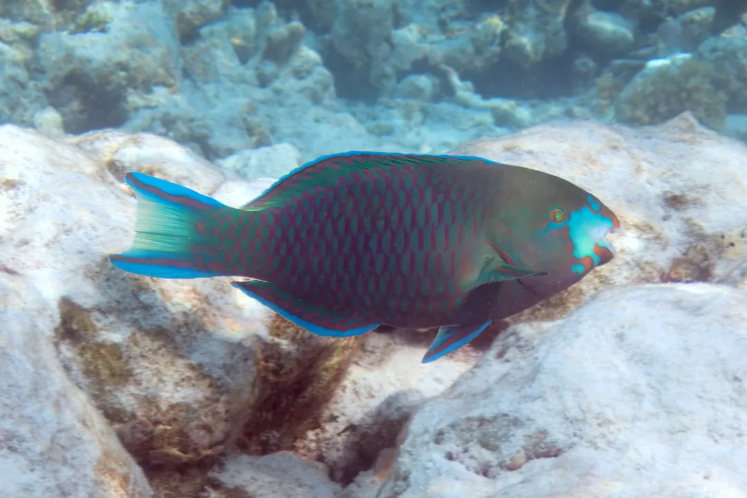 Green-snout Parrotfish (Scarus viridifucatus)