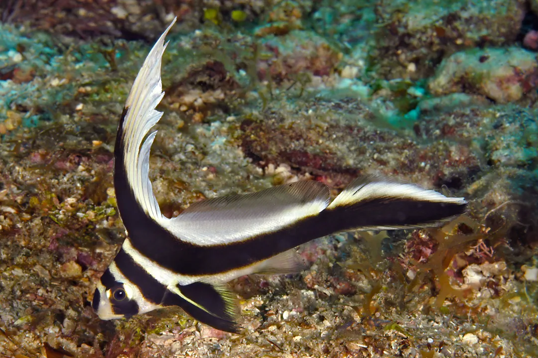 Jack-Knifefish (juvenile) (Equetus lanceolatus)