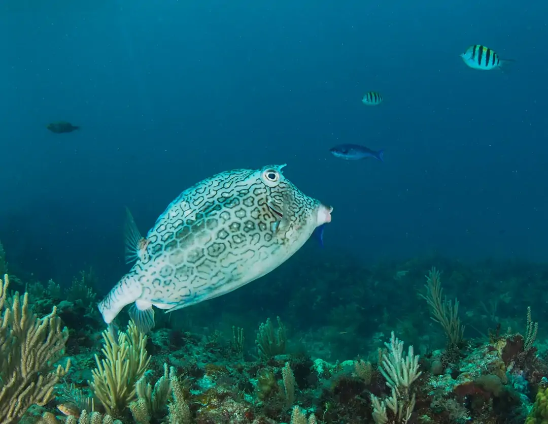 Seabook: Honeycomb Cowfish