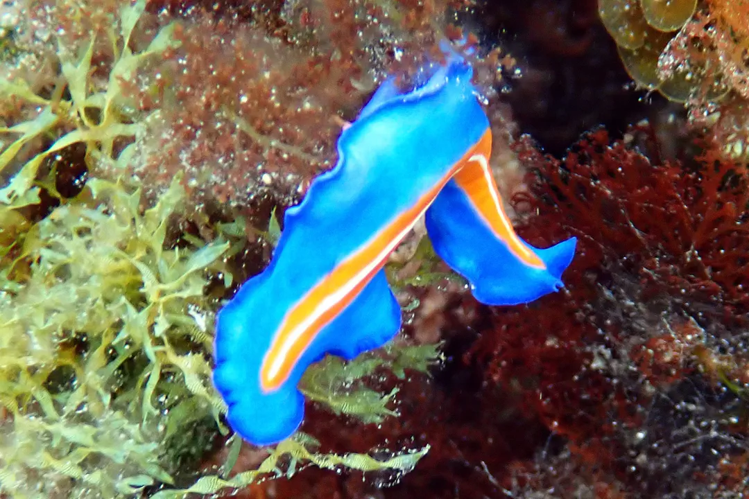 Susan's Flatworm (Pseudoceros susanae)