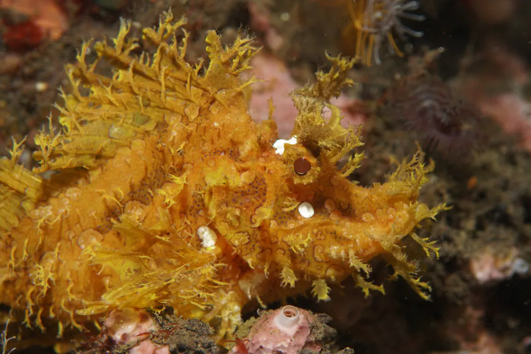 Weedy Scorpionfish (Rhinopias frondosa)