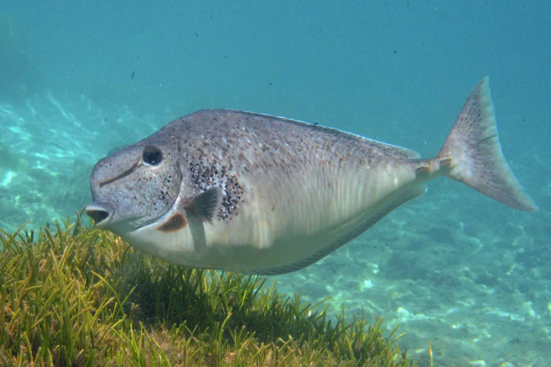 Humphead Unicornfish