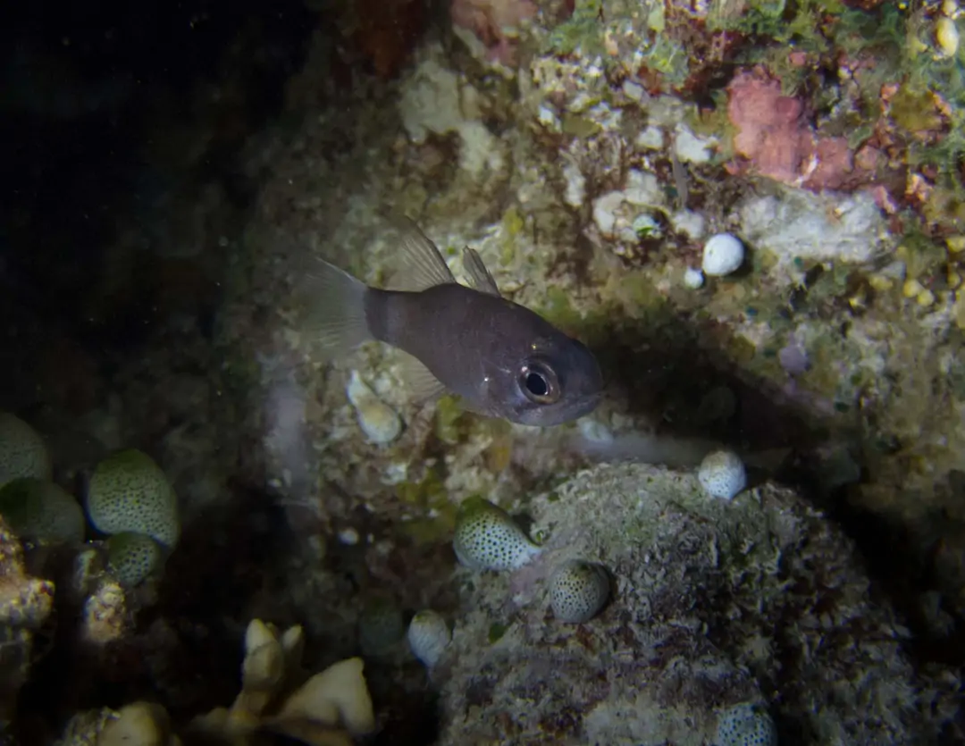 Seabook: Tailring Cardinalfish
