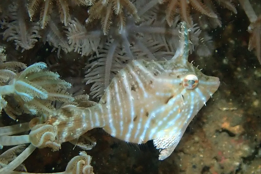 Radial Leatherjacket (Acreichthys radiatus)