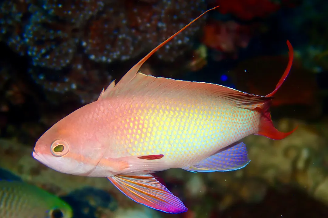 Sea Goldie (male)
