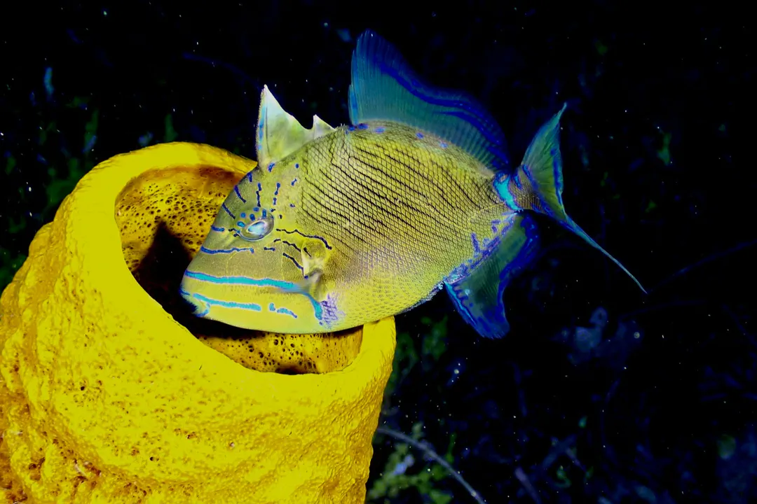 Queen Triggerfish (Balistes vetula)
