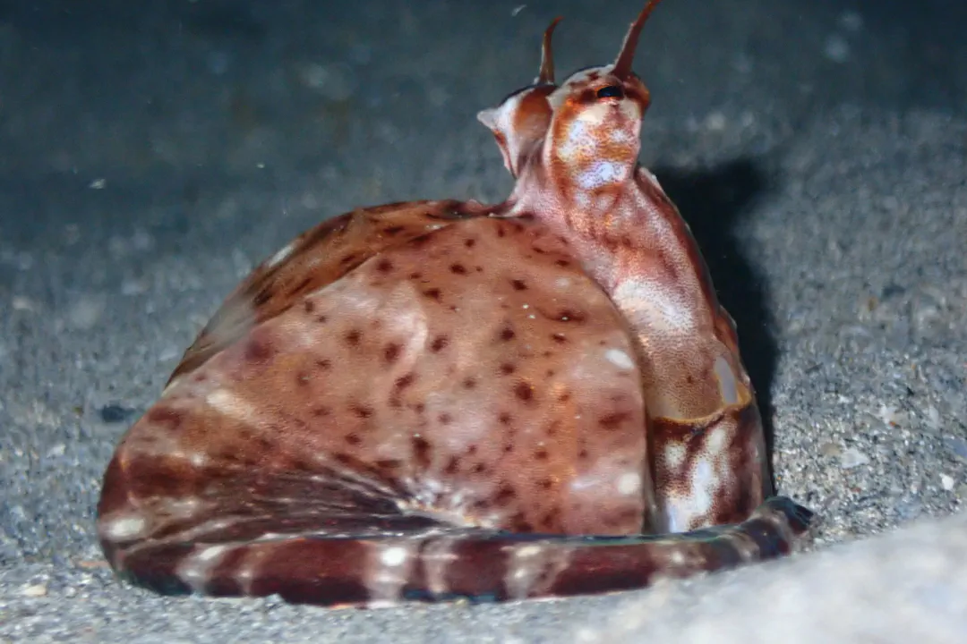 Mimic Octopus