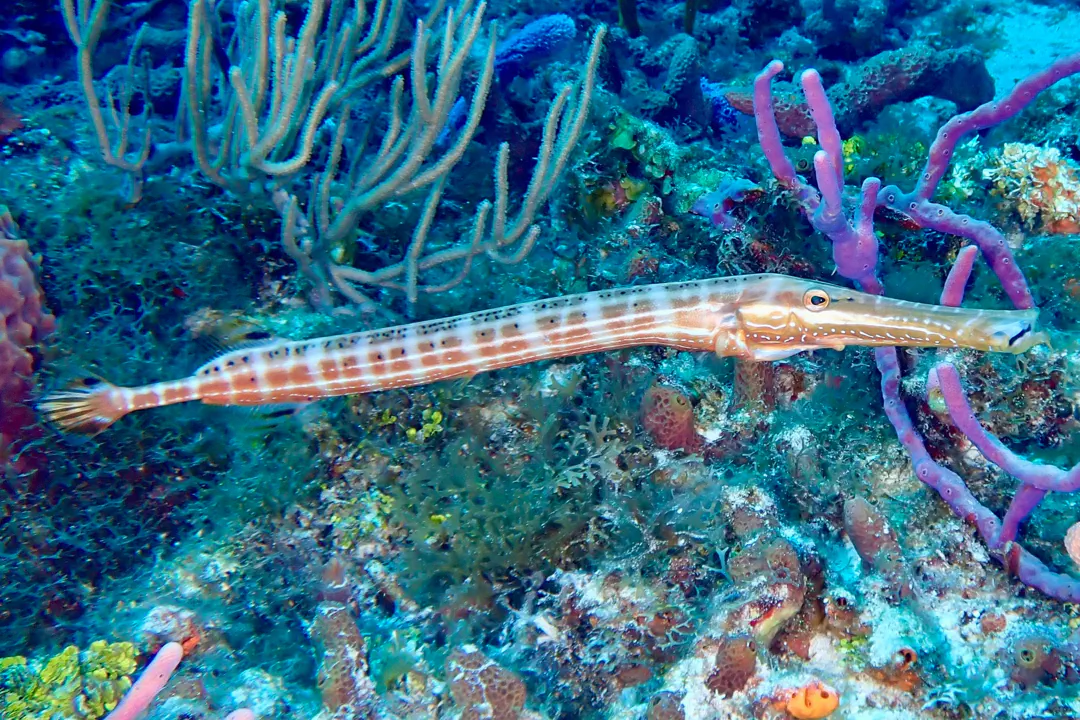 Western Atlantic Trumpetfish