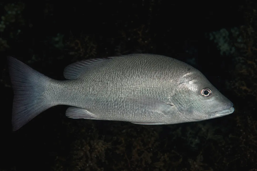 Darktail Snapper