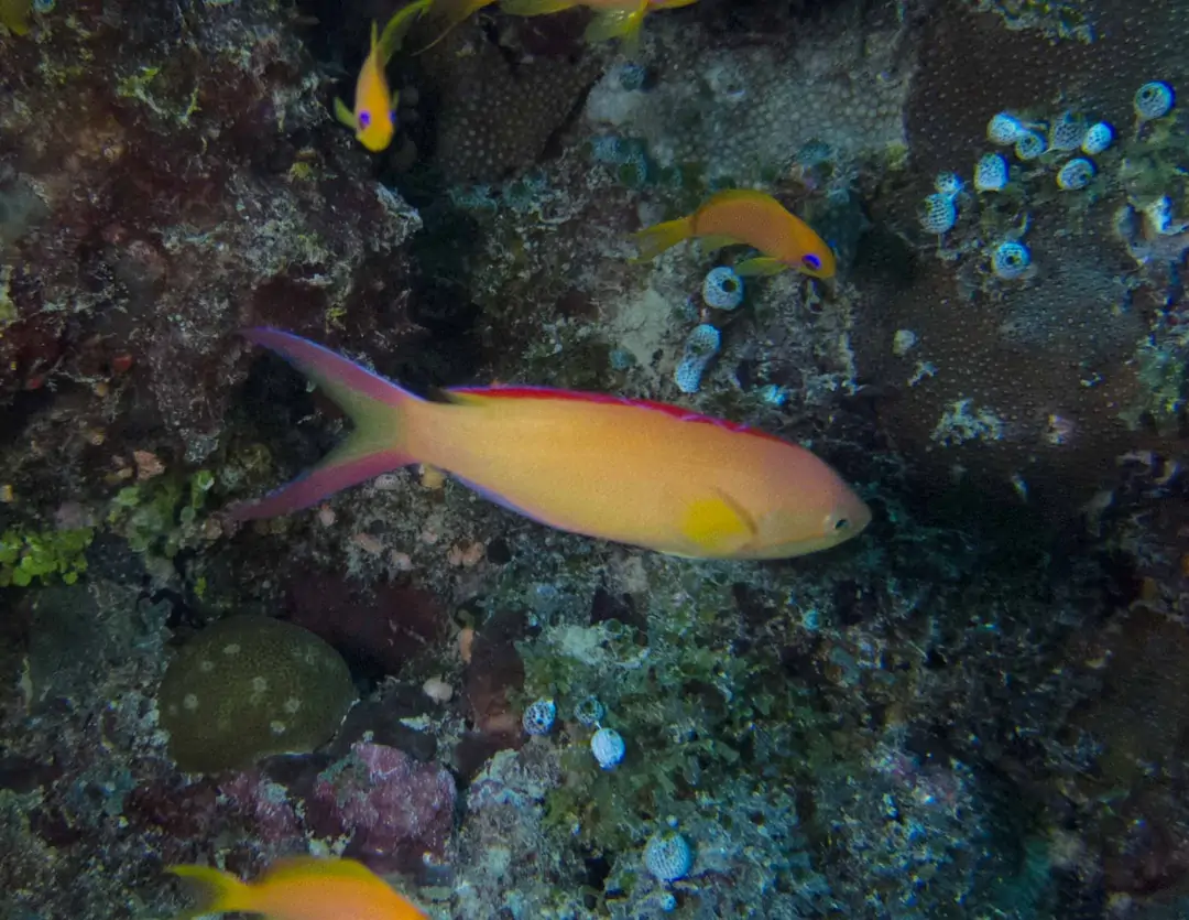 Seabook: Flame Anthias