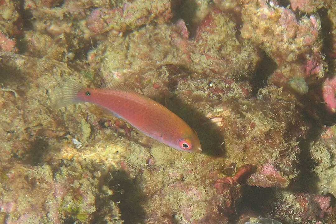 Blueside Wrasse (female)