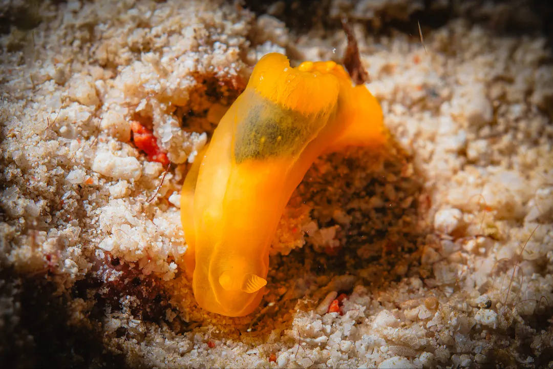 Gymnodoris subflava (Gymnodoris subflava)