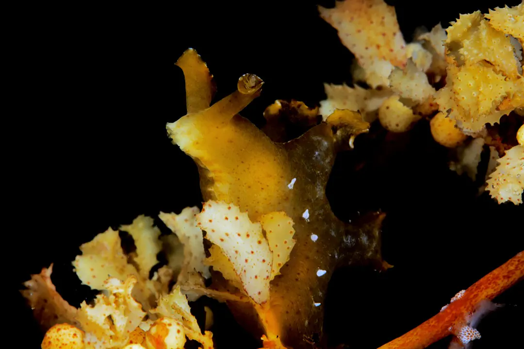 Scyllaea Fulva