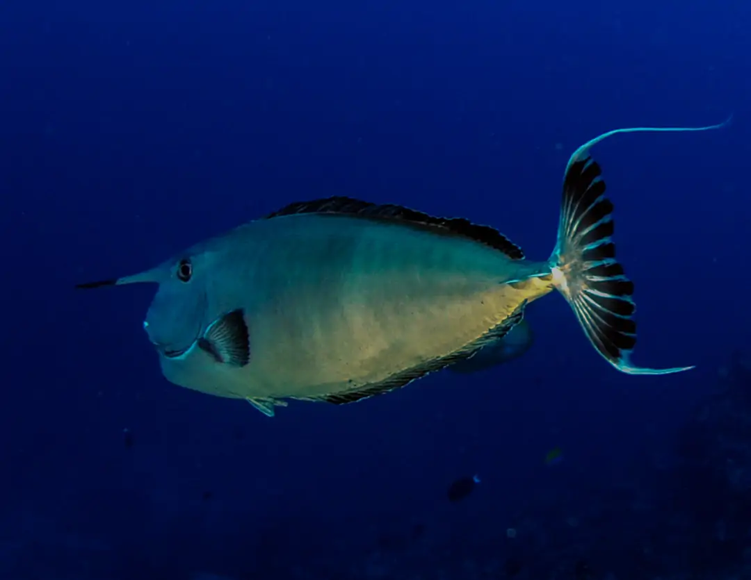 Seabook: Whitemargin Unicornfish