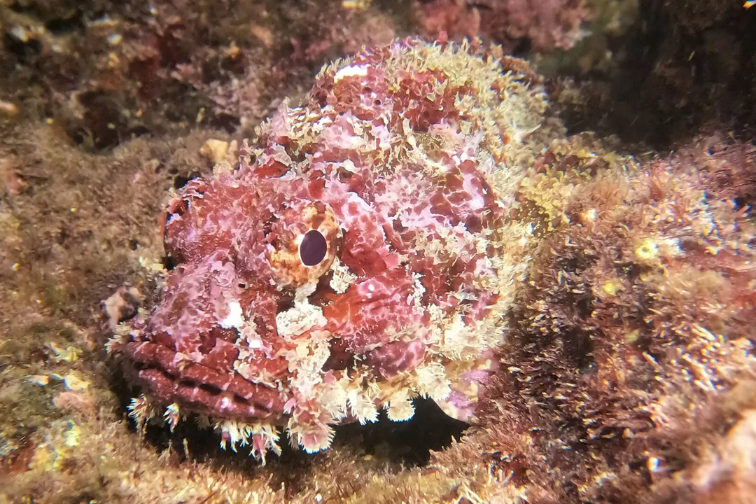 Stone Scorpionfish (Scorpaena mystes)