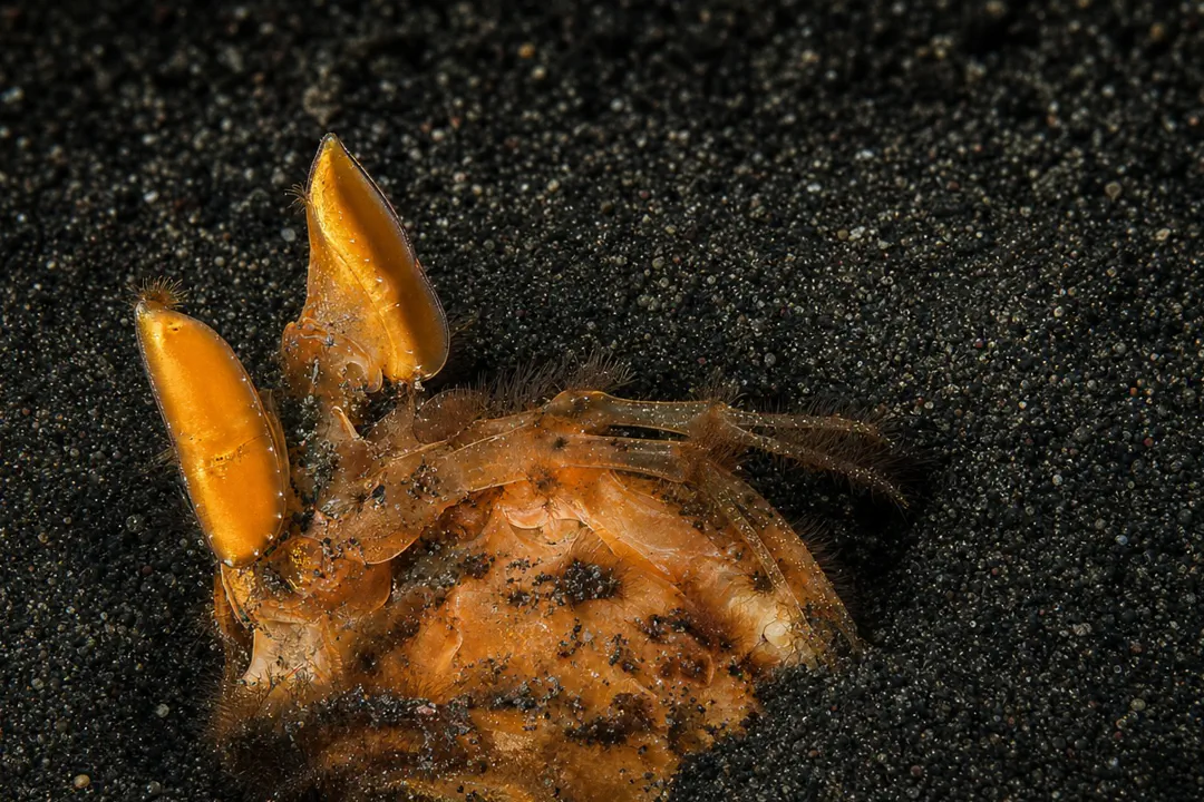 Golden Mantis Shrimp