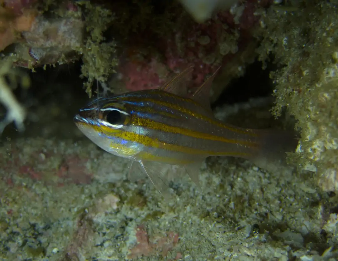 Seabook: Yellowstriped Cardinalfish