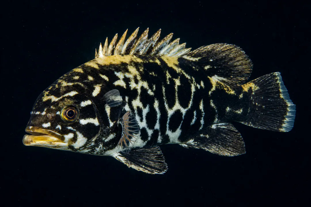 Bass Groper (Polyprion americanus)