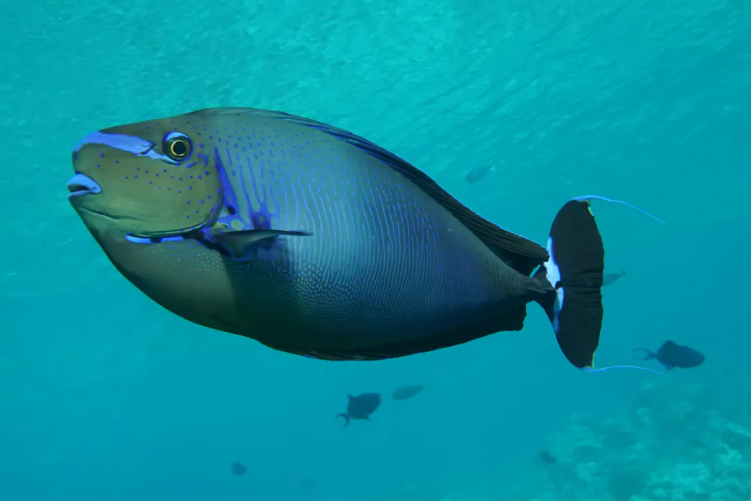 Bignose Unicornfish (Naso vlamingii)