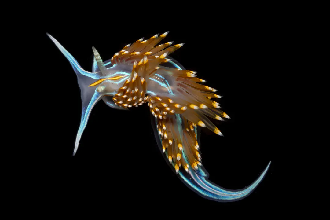Opalescent Nudibranch