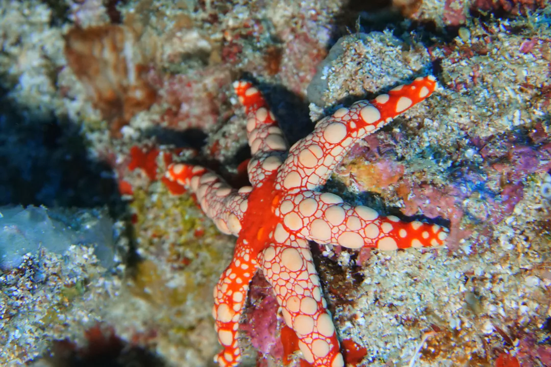 Heffernan's Sea Star (Celerina heffernani)