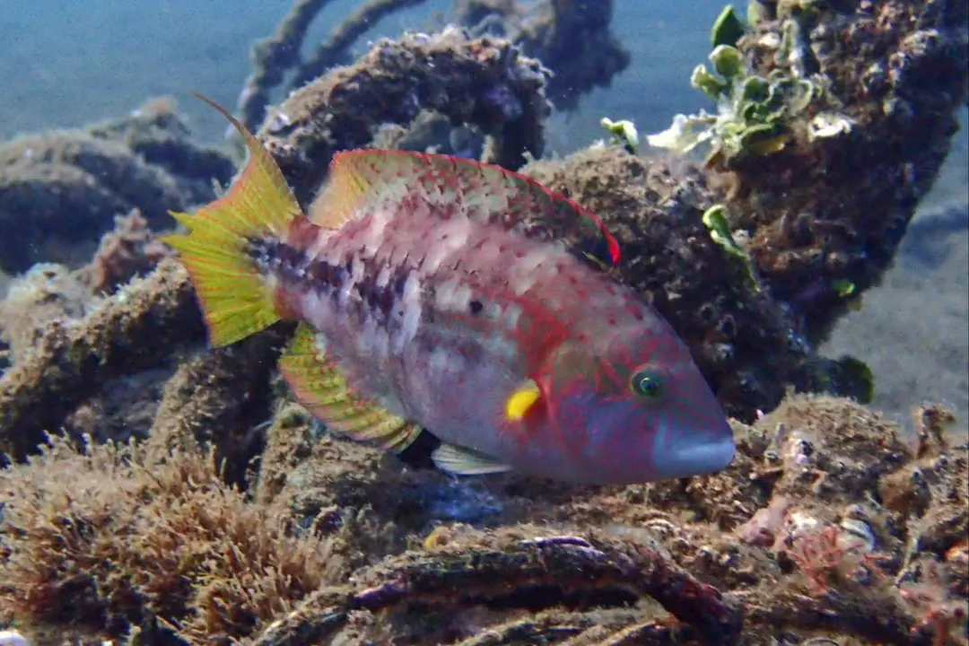 Twospot Wrasse (Oxycheilinus bimaculatus)