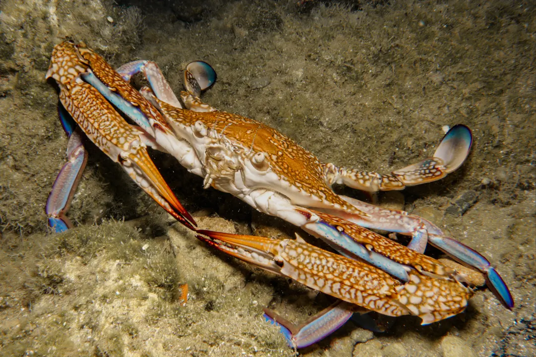 African Blue Swimming Crab (Portunus segnis)