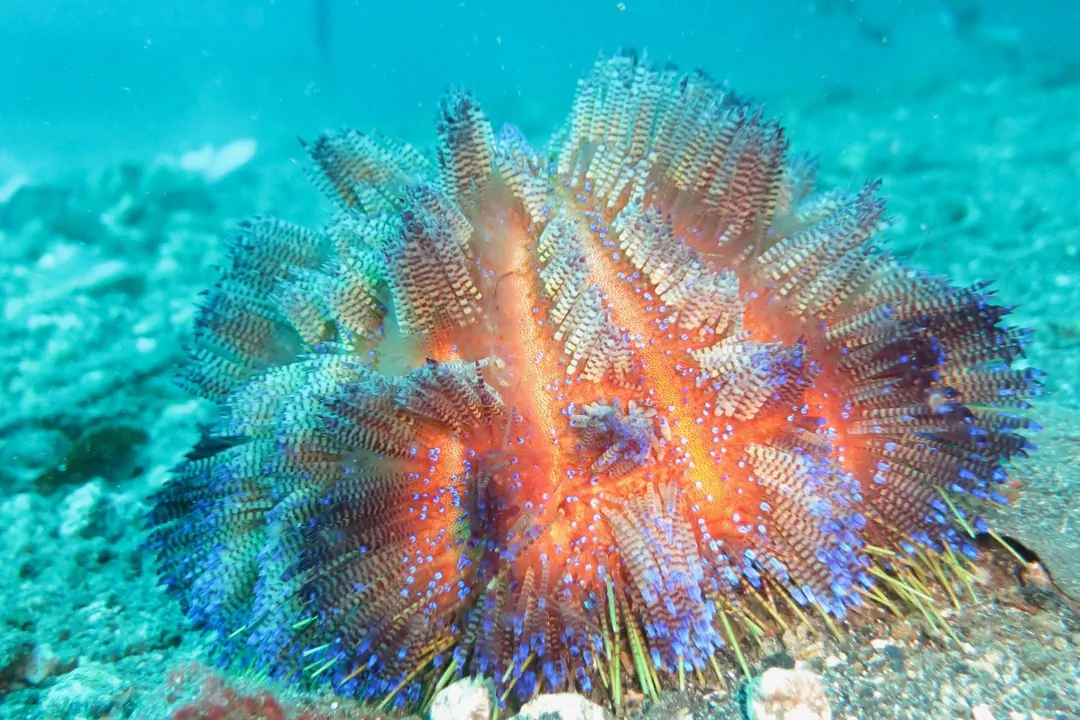Fire Urchin