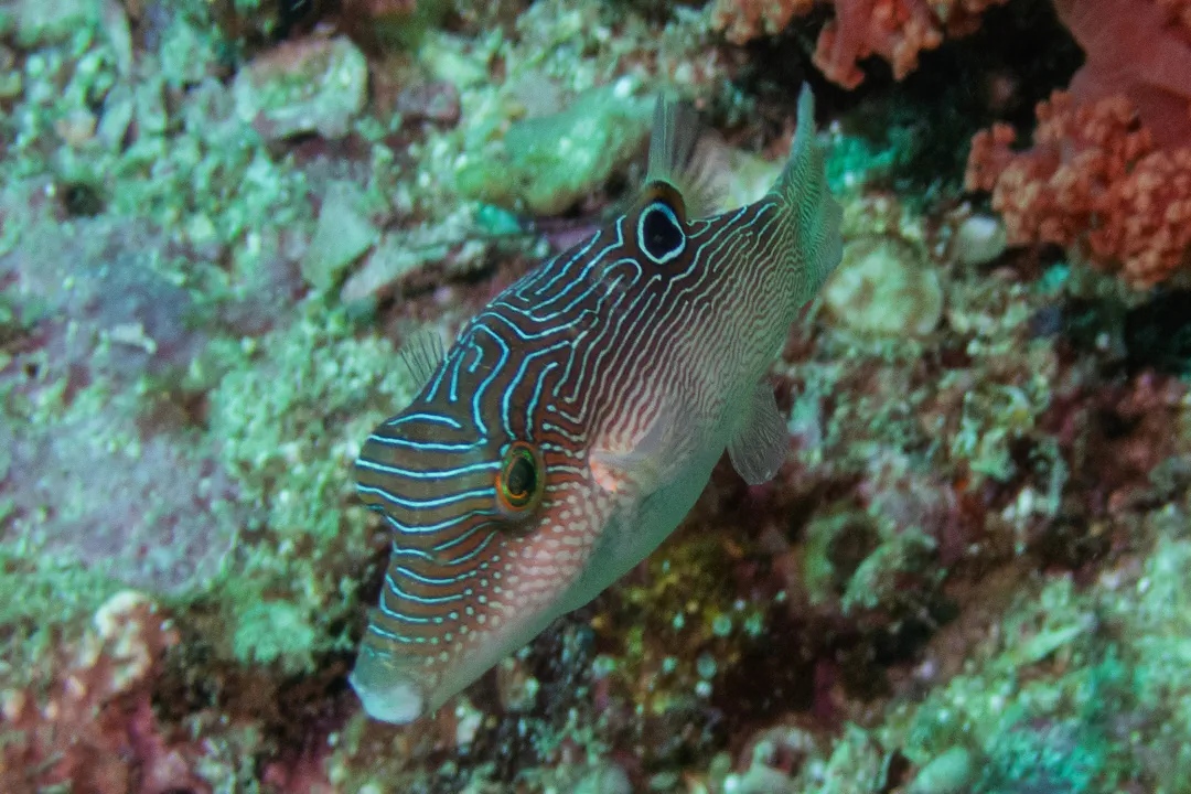 Fingerprint Toby (Canthigaster compressa)
