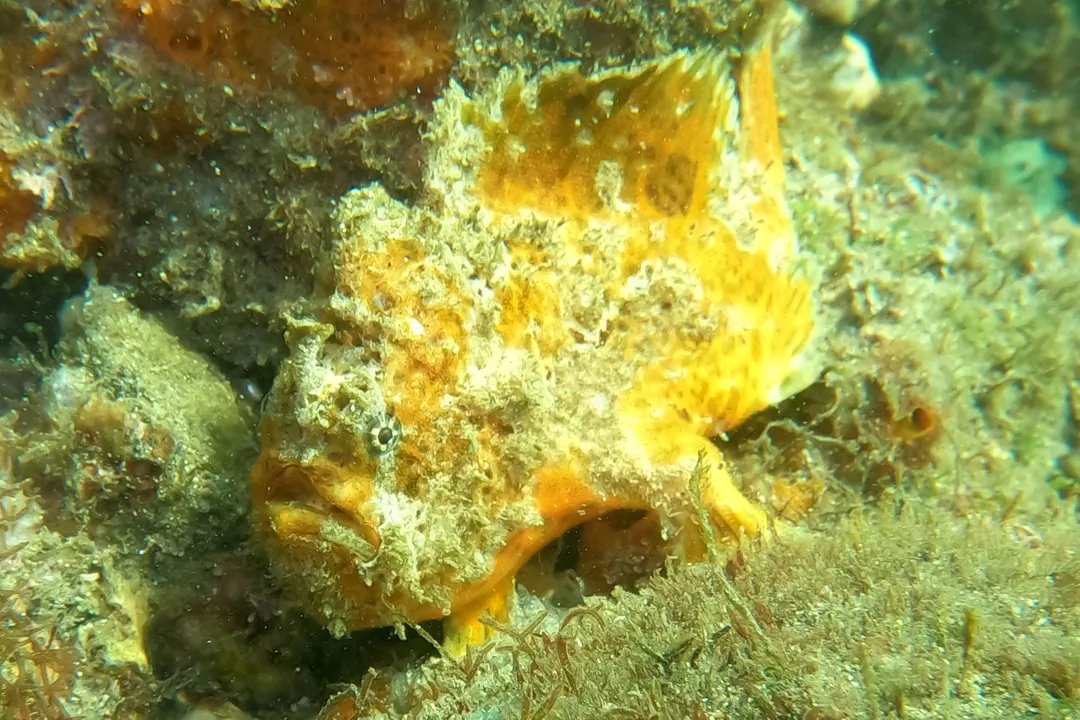 Bloody Frogfish