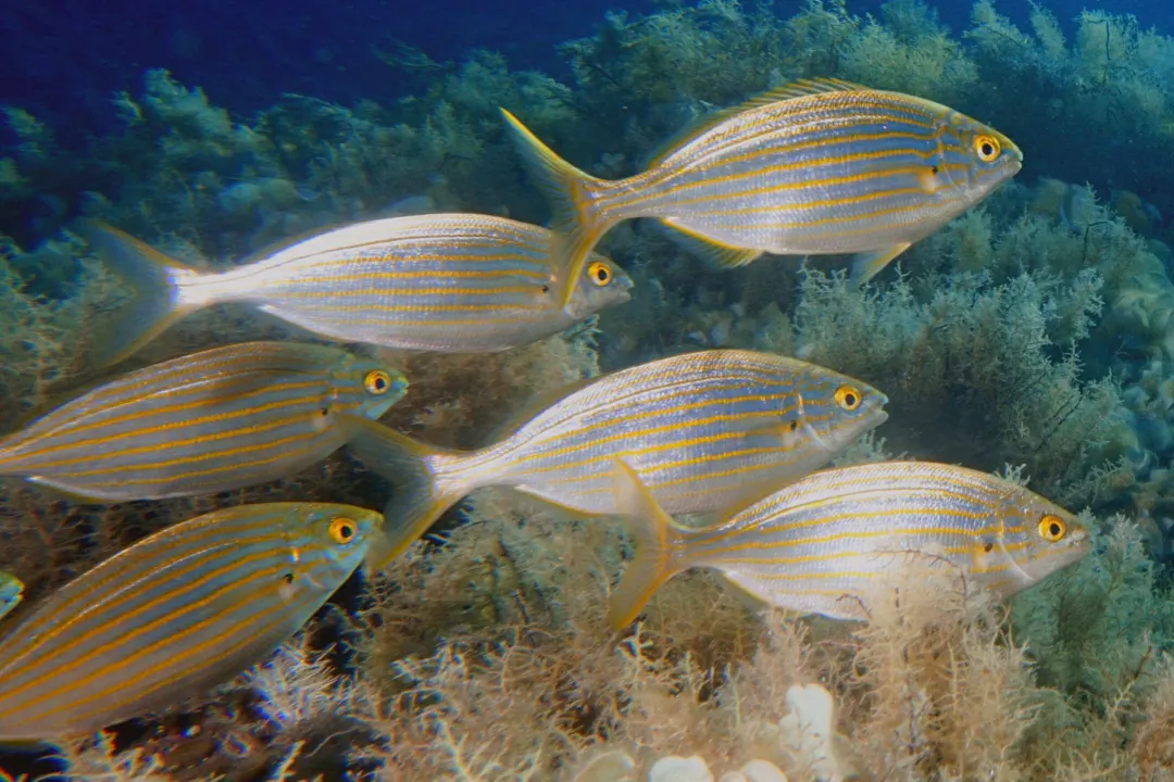 Salema Porgy (Sarpa salpa)