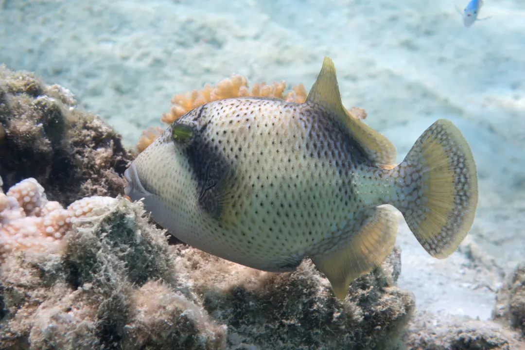 Titan Triggerfish (juvenile) (Balistoides viridescens)