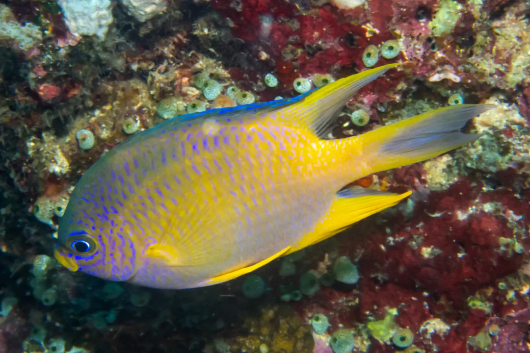 Golden Damselfish (pale) (Amblyglyphidodon aureus)