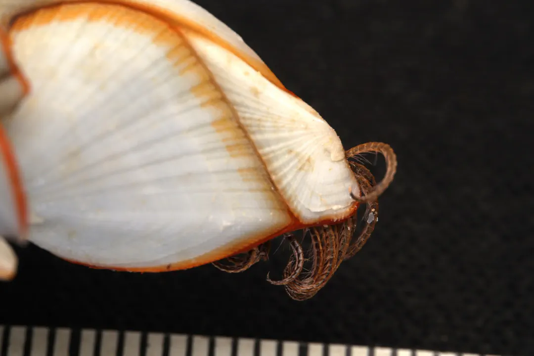 Goose Barnacle