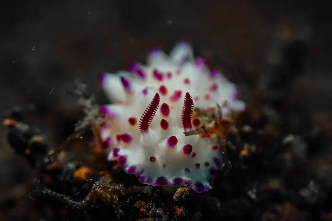 Bumpy Mexichromis (Mexichromis multituberculata)