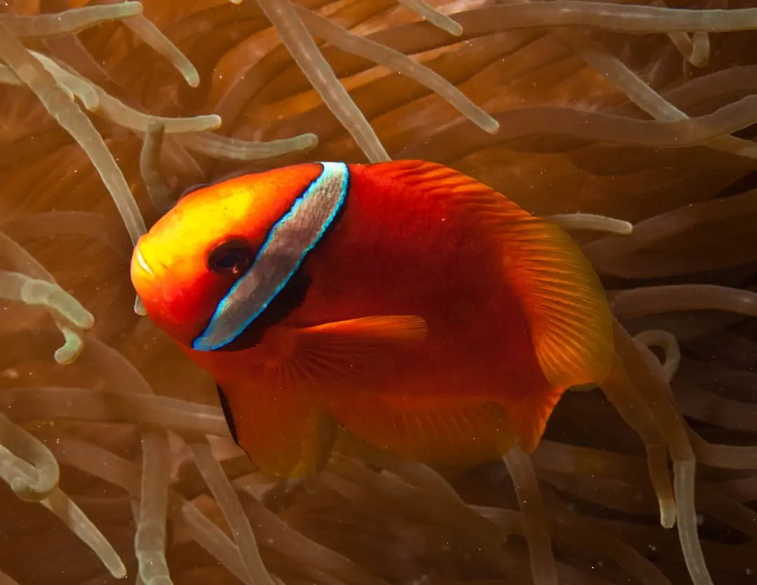 Seabook: Bridled Clownfish (male)