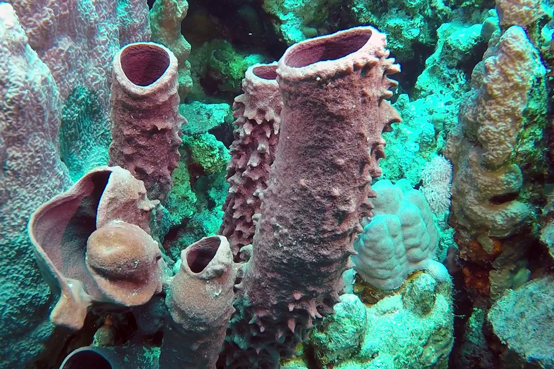 Prickly Tube Sponge
