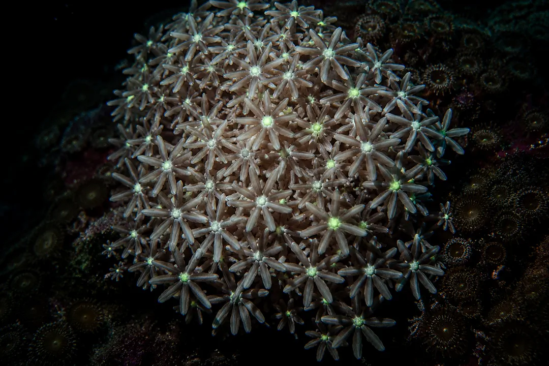 Organ Pipe Coral (Tubipora musica)