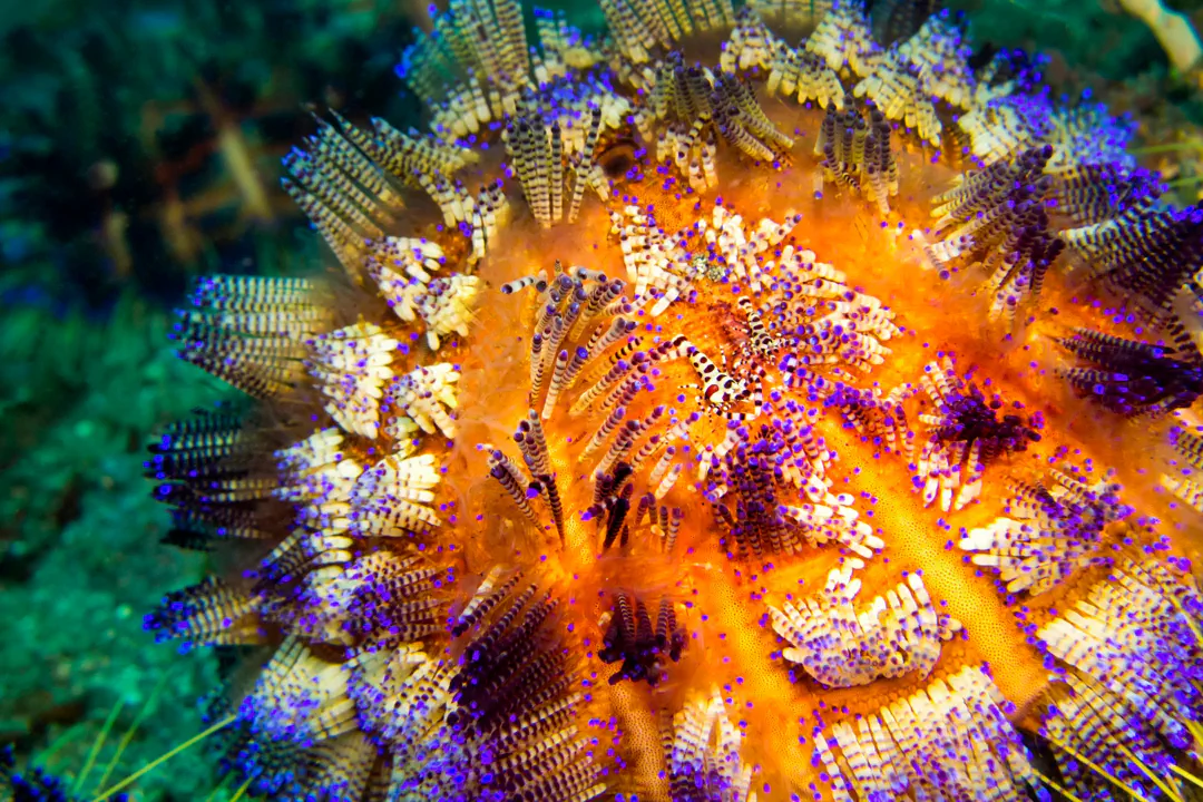 Fire Urchin (dark)