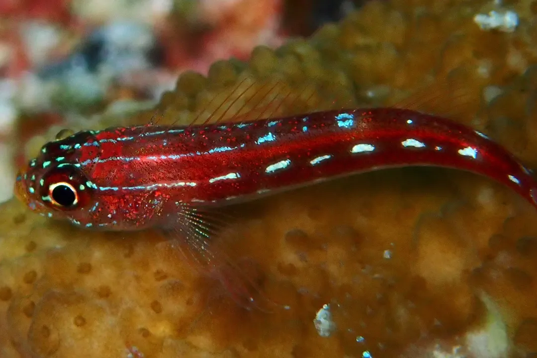 Maldives Triplefin
