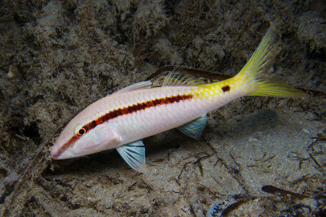 Dot-and-dash Goatfish (pale)
