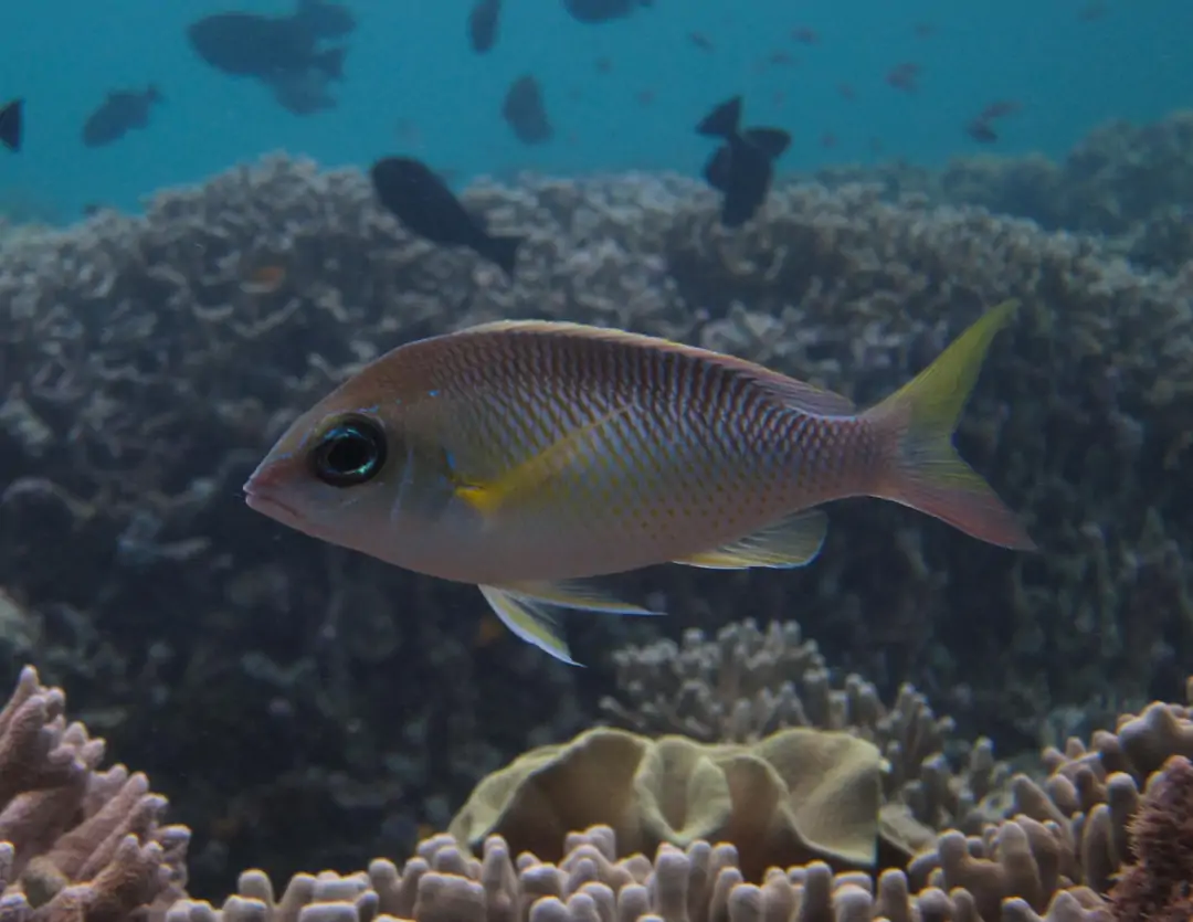 Seabook: Pearly Monocle Bream