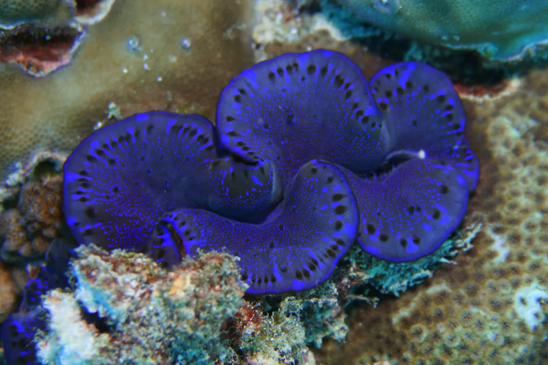 Giant Clam