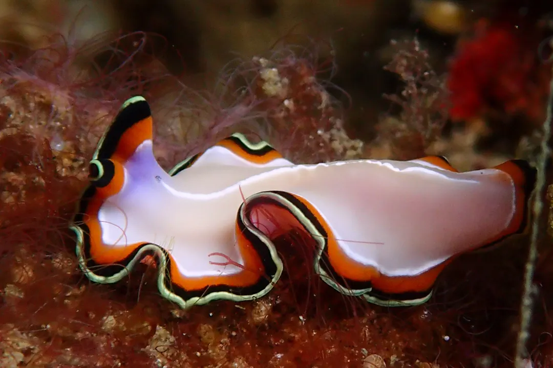 Double-margined Flatworm
