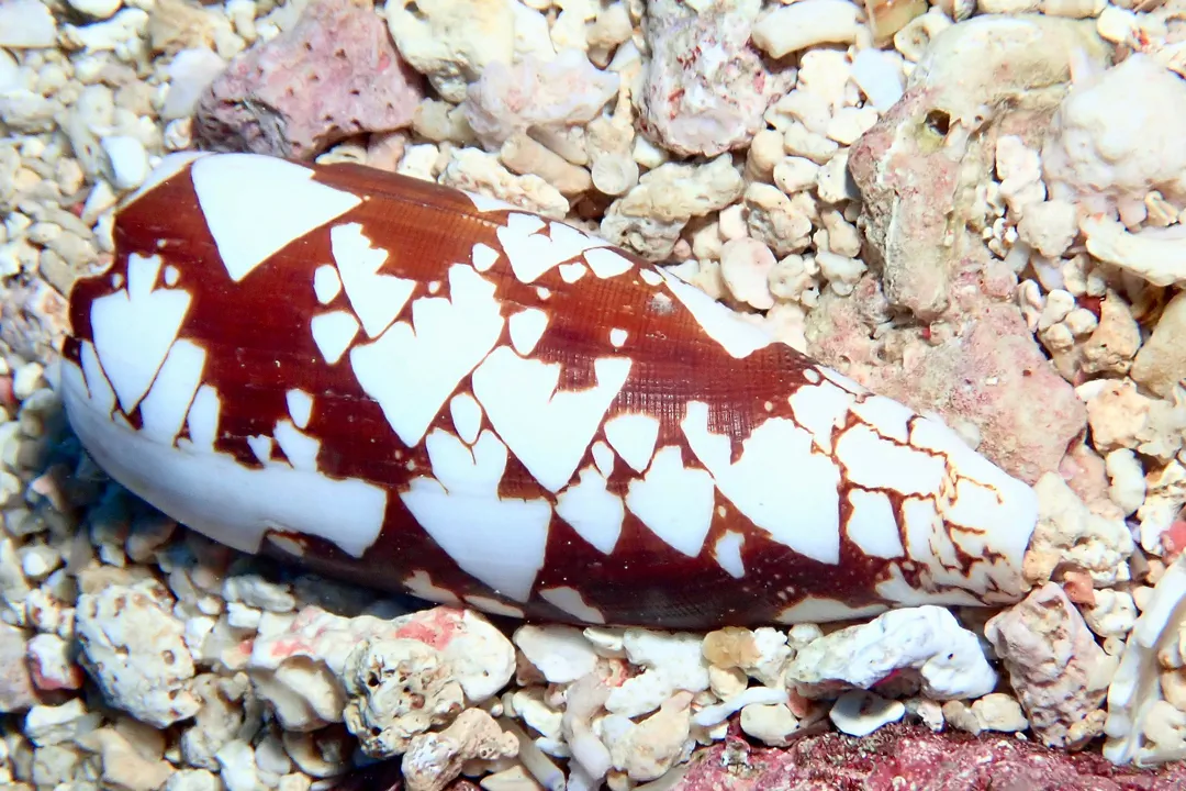Princely Cone