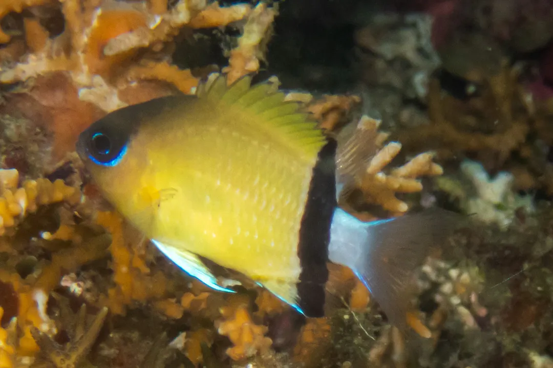Blackbar Puller (Chromis retrofasciata)