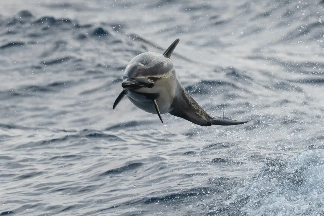 Common Dolphin