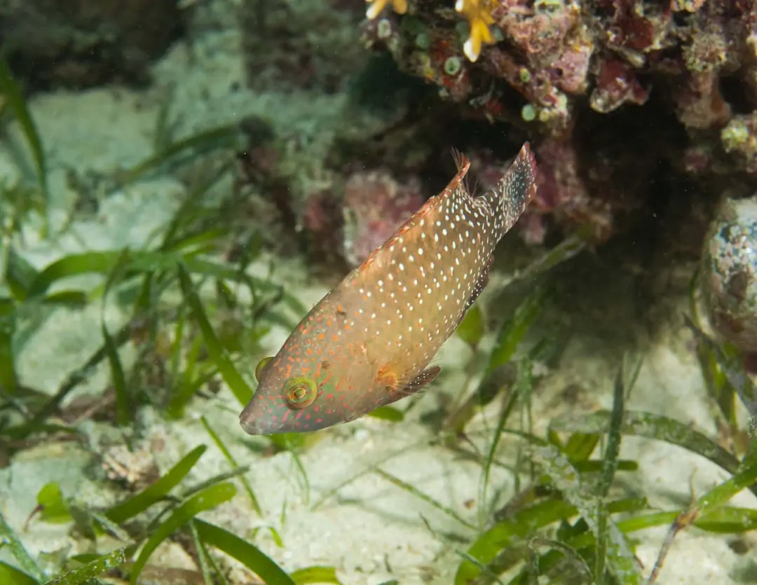 Seabook: Floral Maori Wrasse (juvenile)